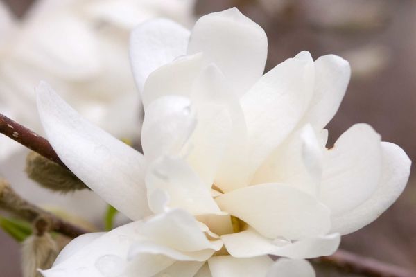 Magnolia Dr. Merrill