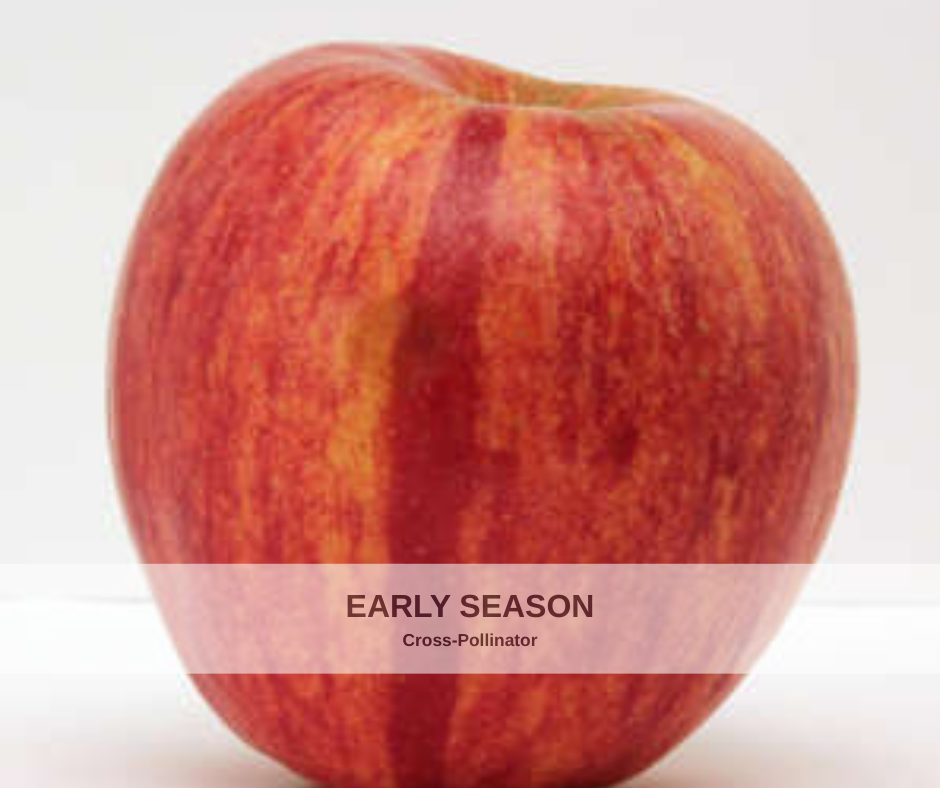 Apple KinderKrisp heavy