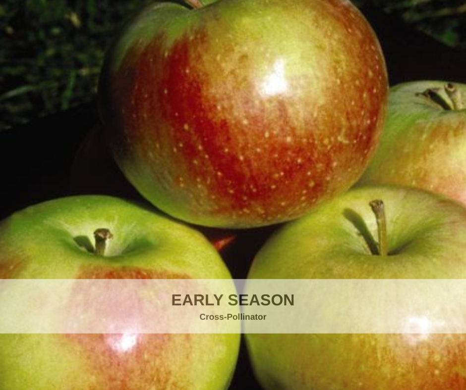 Apple Wealthy heavy