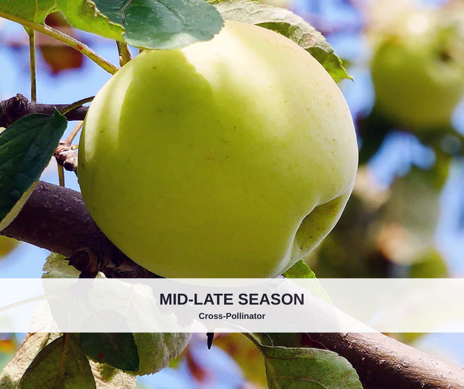 Apple Golden Delicious heavy