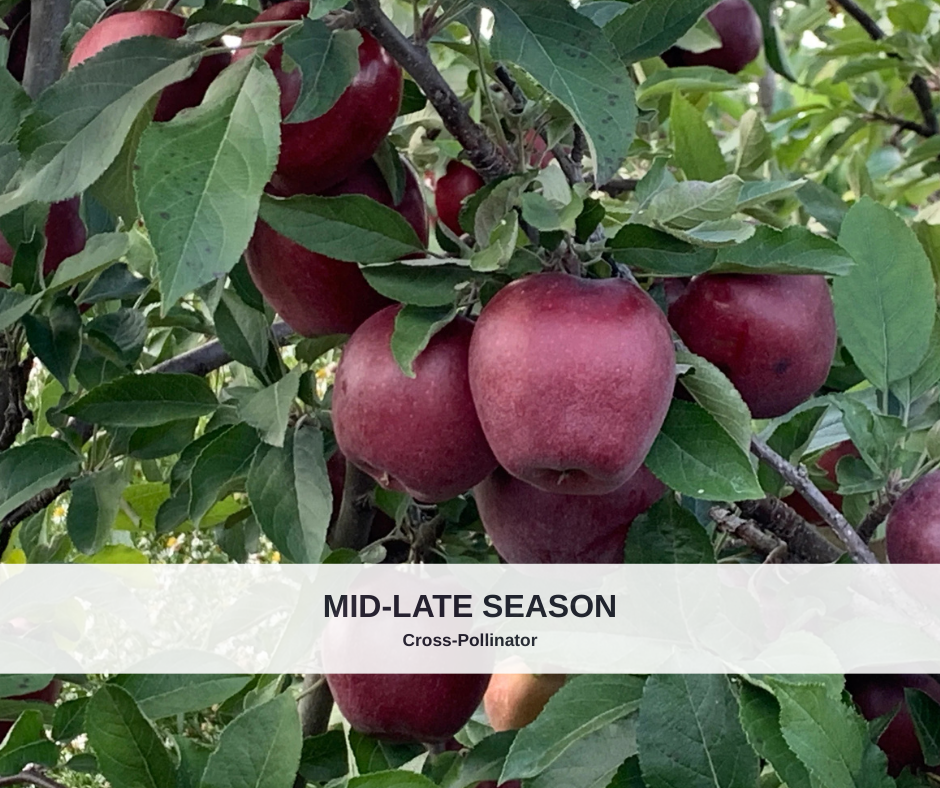 Apple Red Delicious heavy