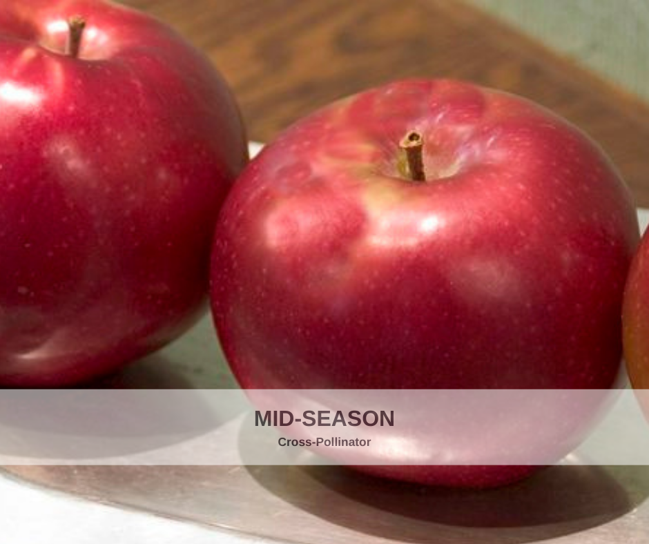 Apple Red Prairie Spy heavy