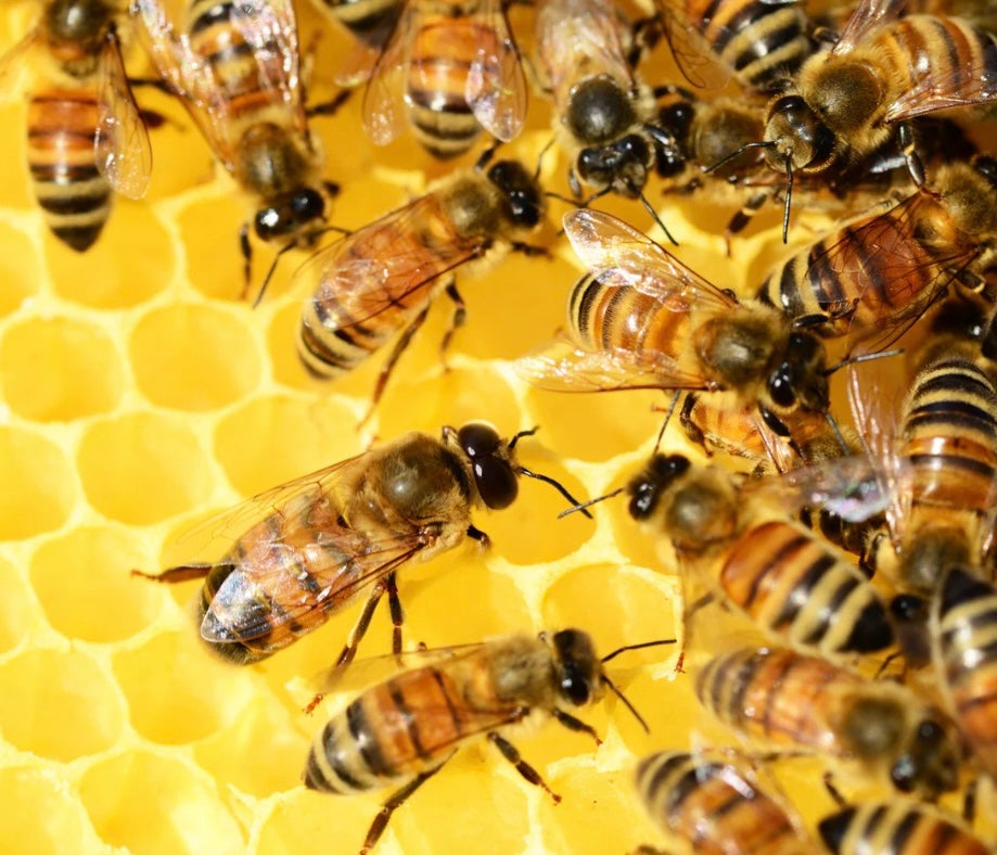 Bee Package 2025