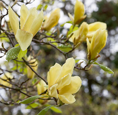 Magnolia "Butterflies"