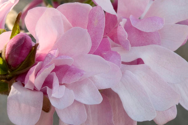 Magnolia Leonard Messel 1