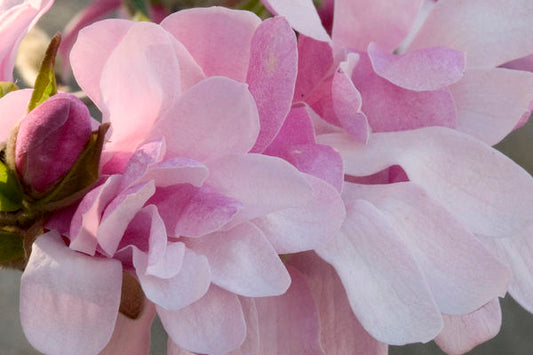 Magnolia Leonard Messel 1