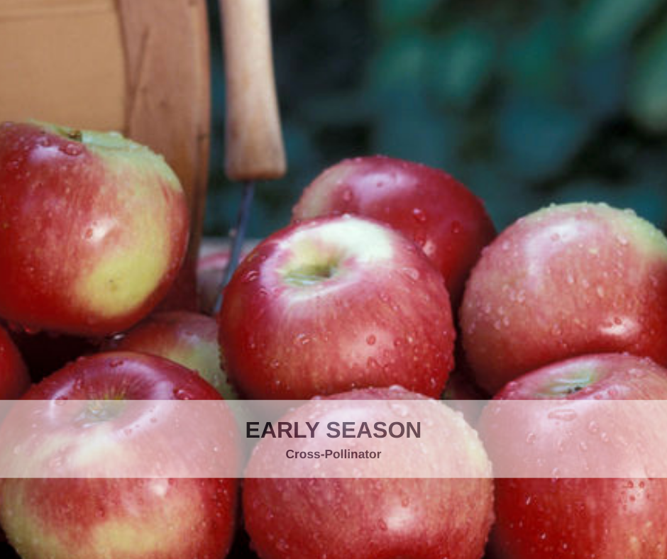 Apple State Fair heavy