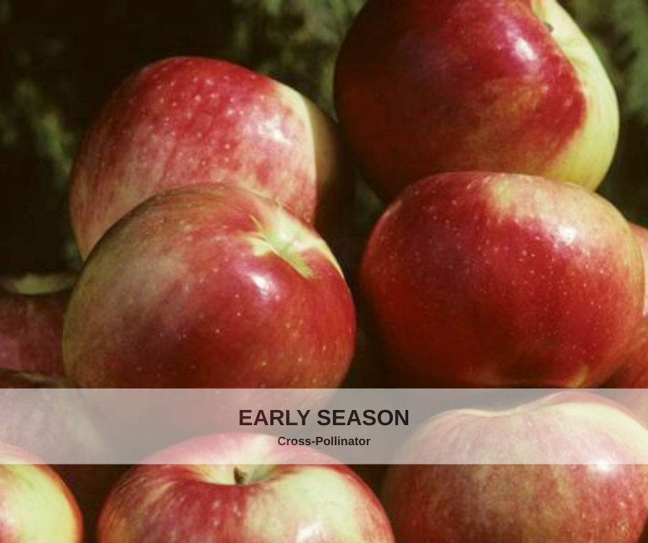 Apple Zestar heavy