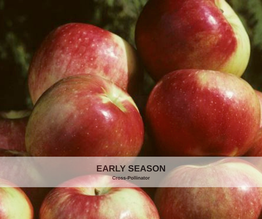 Apple Zestar heavy