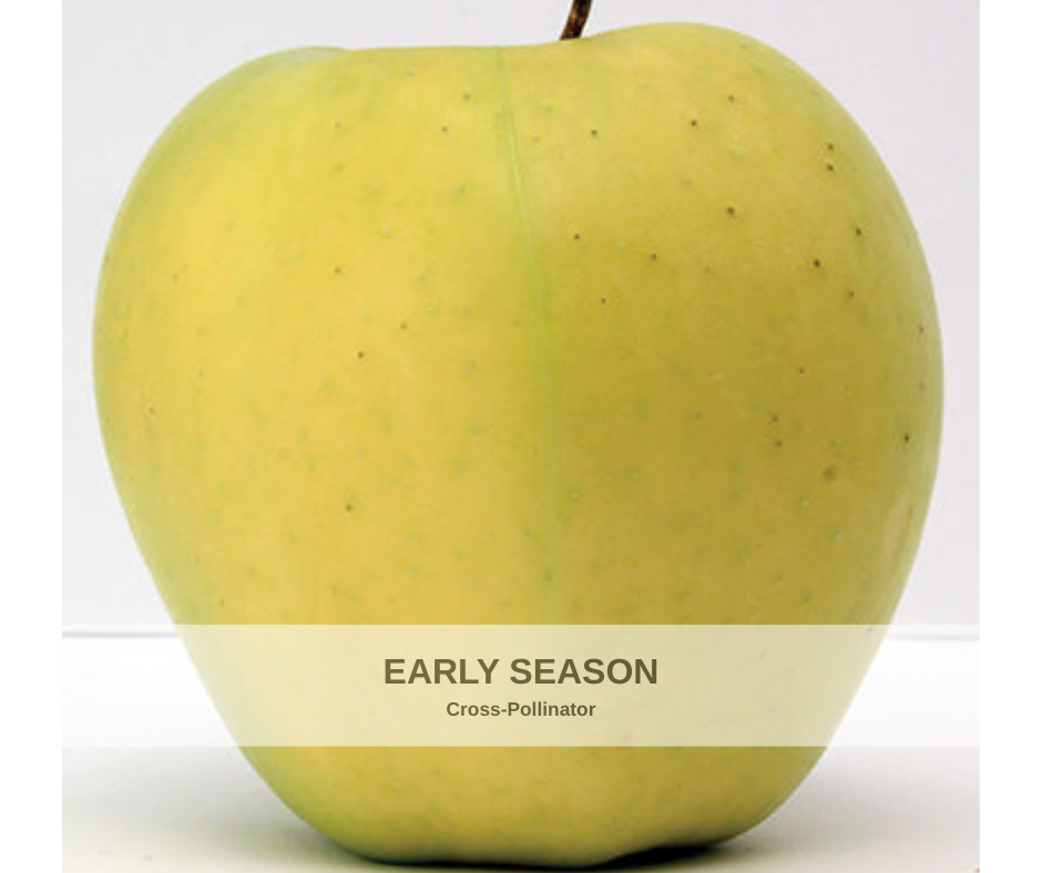 Apple Heavy Yellow Transparent