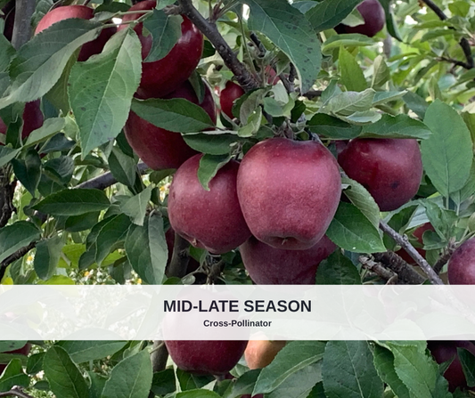 Apple Red Delicious heavy