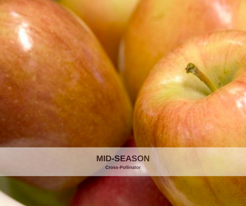 Apple Honeycrisp heavy